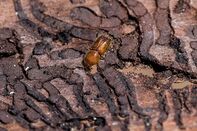 Forests Suffer During Prolonged Dry Weather