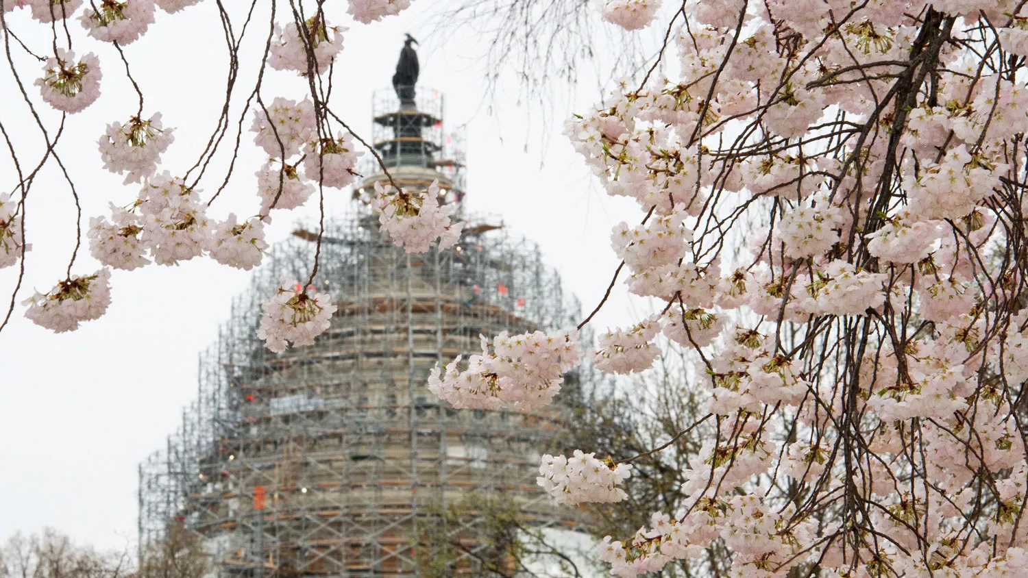 Cherry blossoms are seen on the US Capitol grounds in Washington, DC on April 8, 2015.
