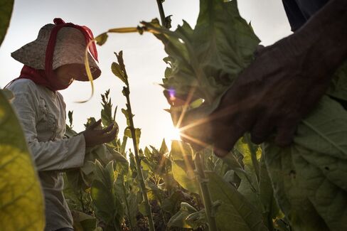 A 15-year-old girl harvests tobacco leaves by hand in Sampang, East Java.