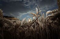 Wheat Harvest As Feed Wheat's Premium Over Corn Reaches Highest In Four Years