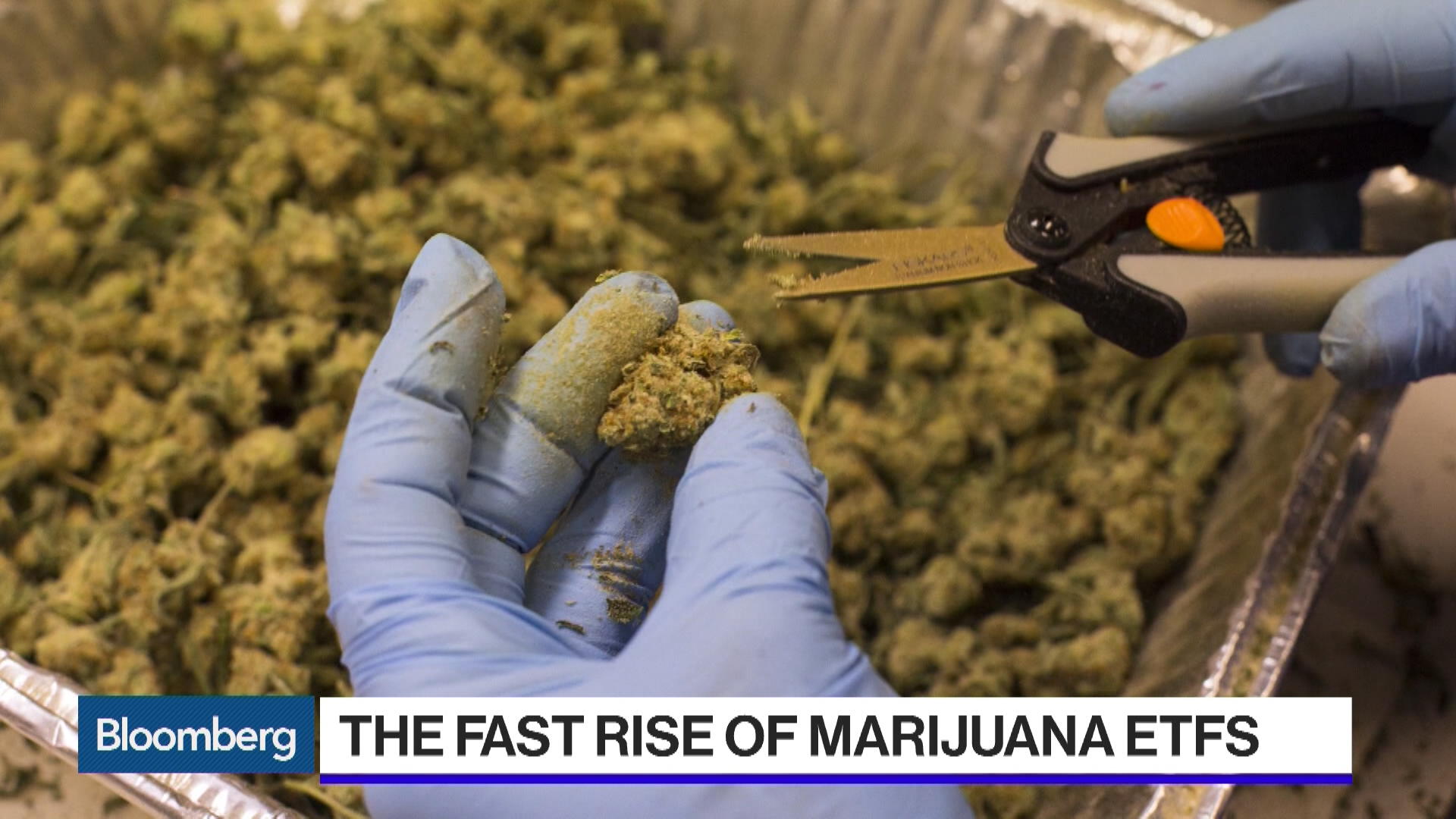 Watch Pot Stock ETF on Pace to Take in 1 Billion Bloomberg