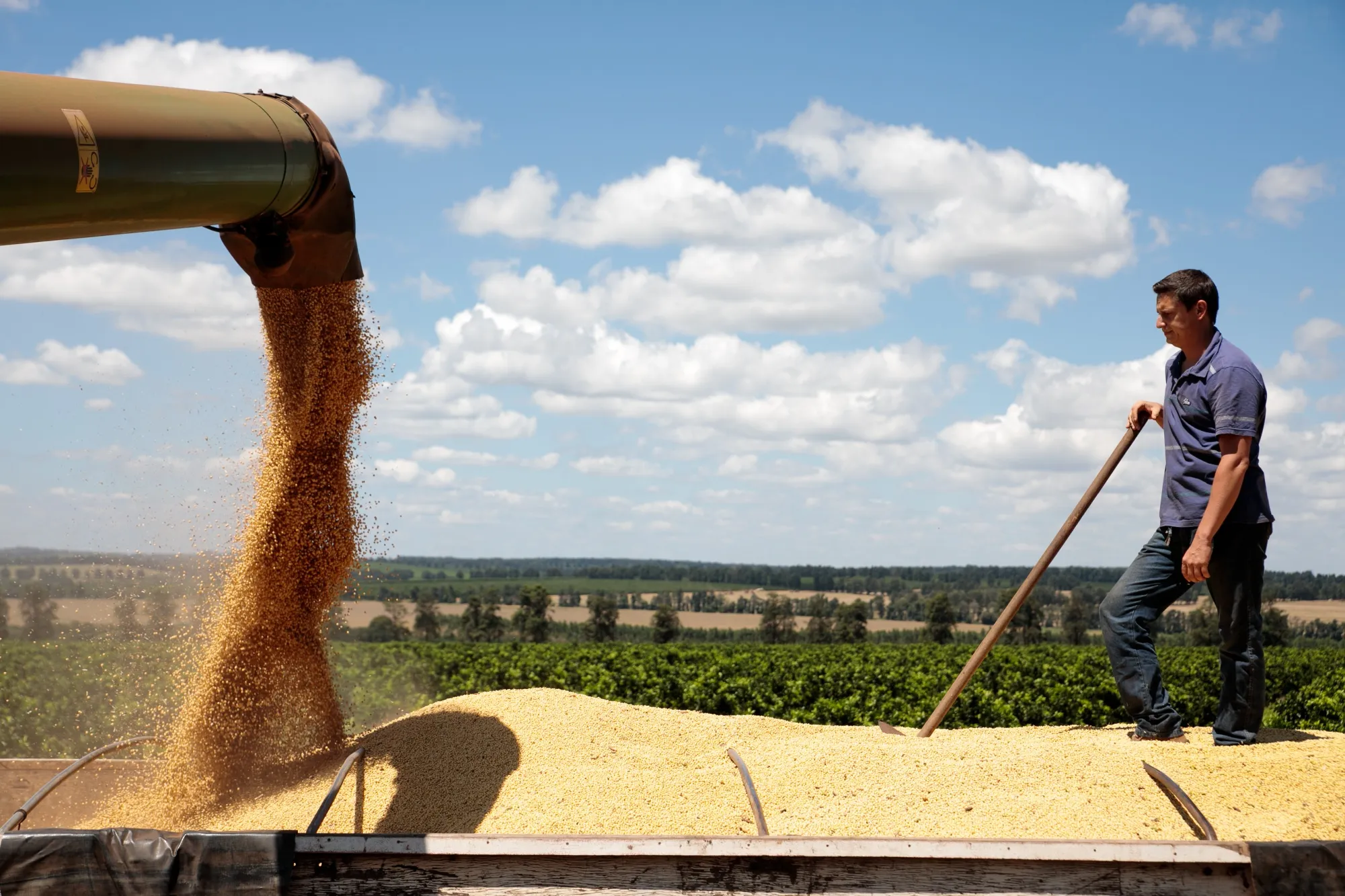Soybeans are unloaded into a truck during a harvest in Santa Cruz do Rio Pardo, Sao Paulo state, Brazil, on March 7.
