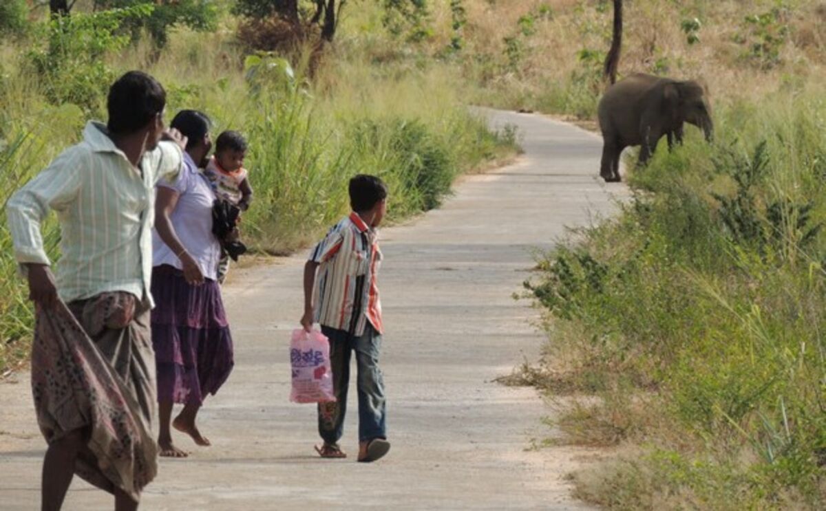 In Sri Lanka, Elephants and Humans Struggle to Live in Close Quarters - Bloomberg In Sri Lanka, Elephants and Humans Struggle to Live in Close Quarters - Bloomberg
