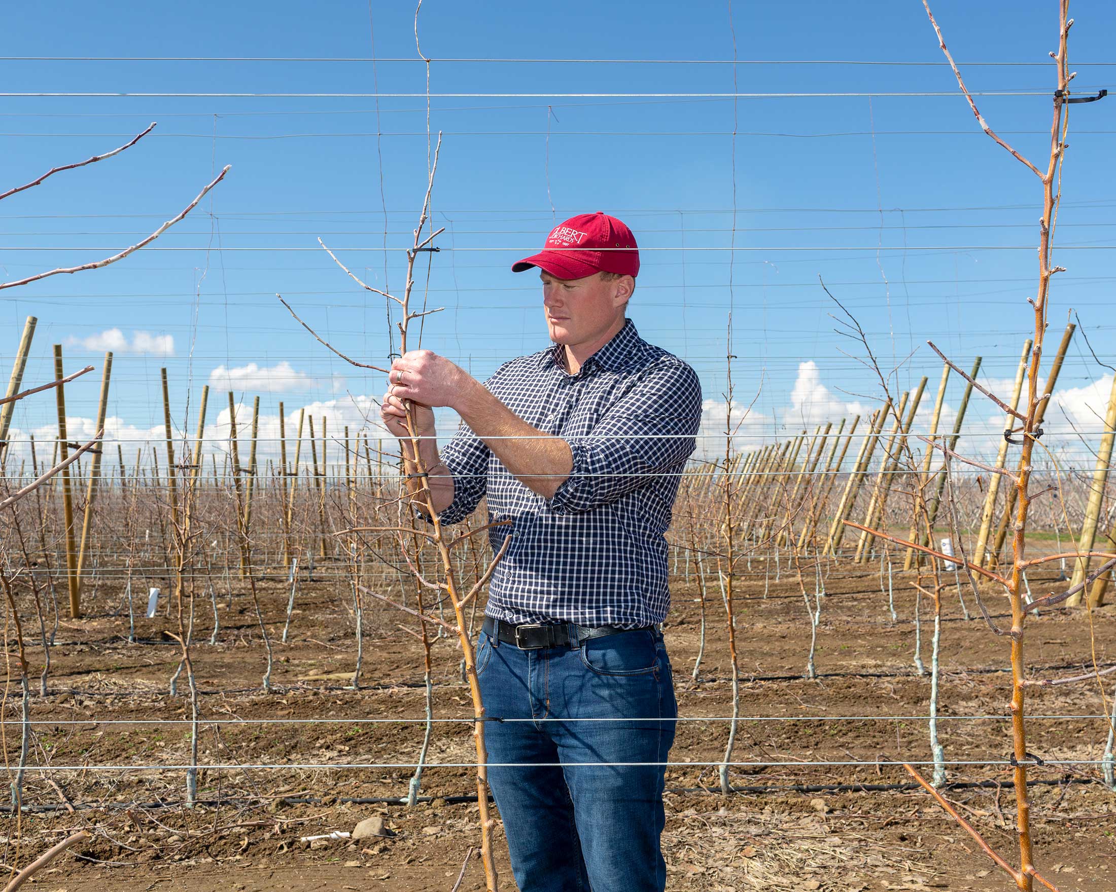 Sean Gilbert inspects a Cosmic Crisp tree on his orchard in Yakima, Wash.