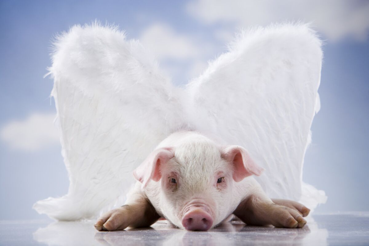 Note to Larry Page -- Cars Might Fly (When Pigs Do) - Bloomberg