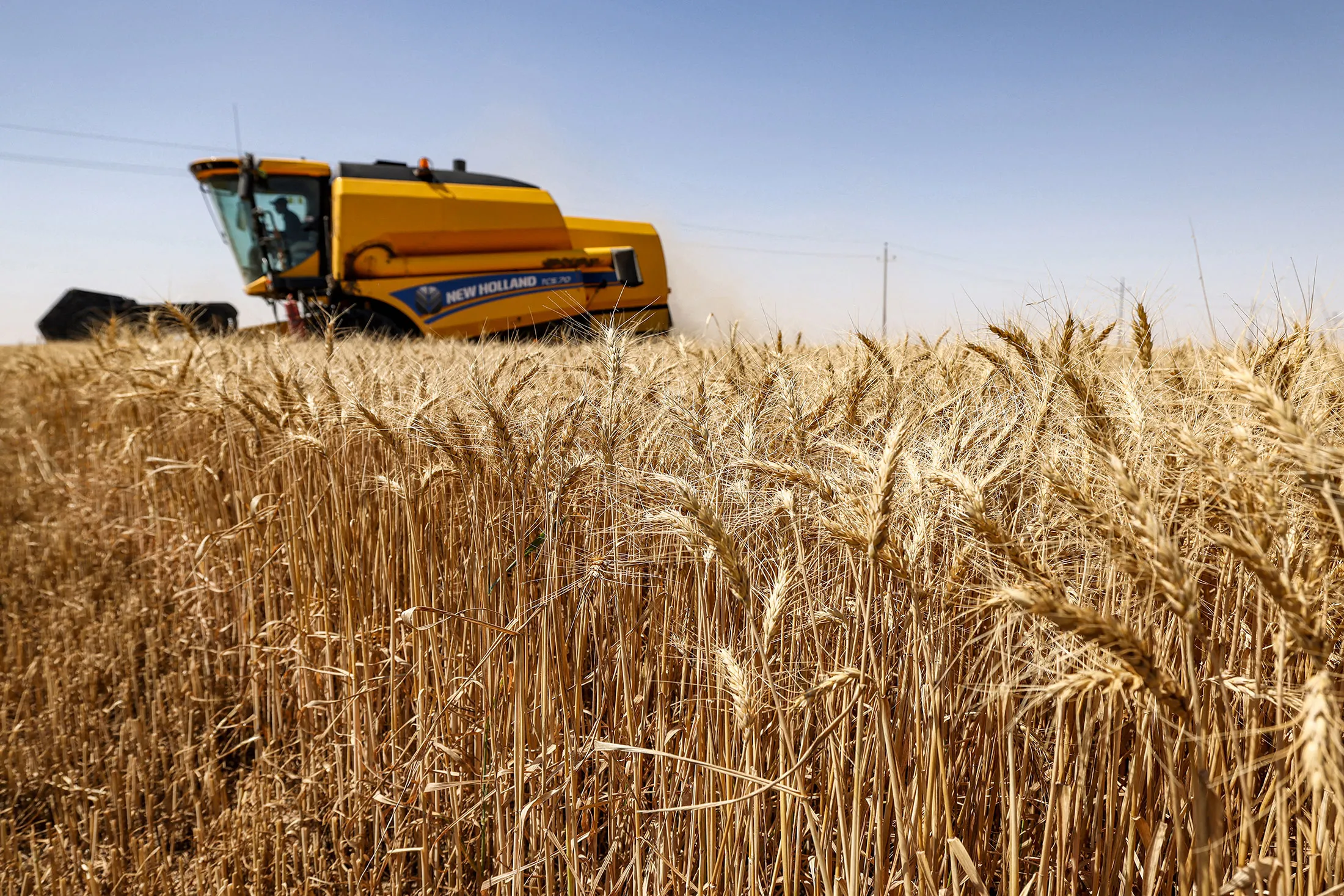 Iraq Wheat Production Up 21%, Official Says, Amid Ample Rainfall ...