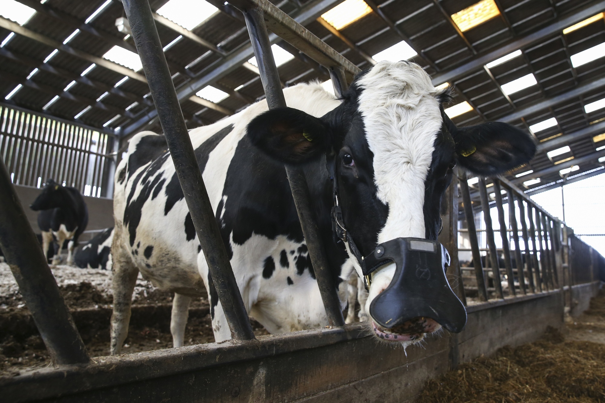 Zelp Ltd.&nbsp;says their wearable devices can reduce methane emissions from cows&nbsp;by more than half.
