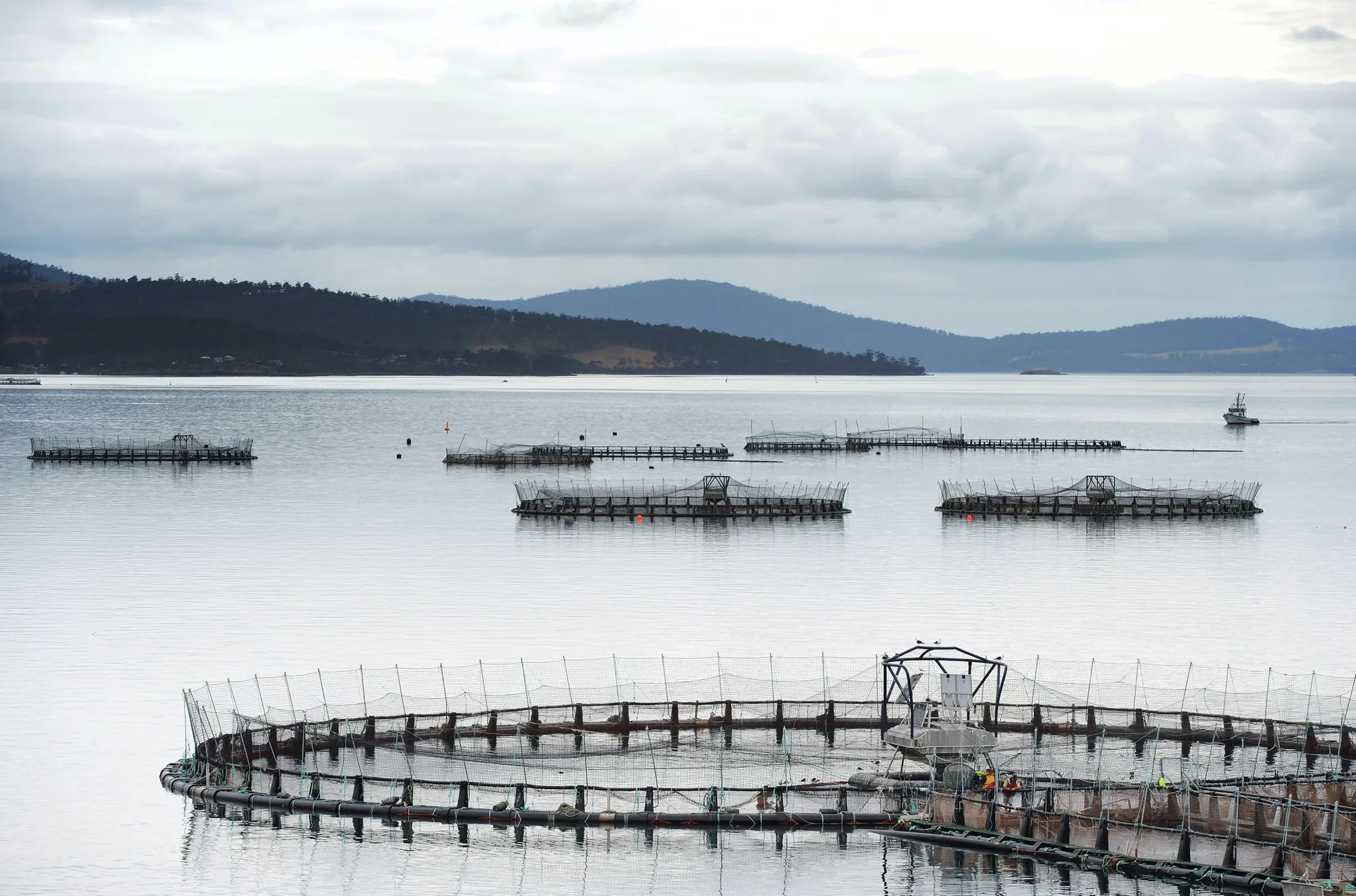Pens float on the Huon Estuary salmon farm at Hideaway Bay, Tasmania.