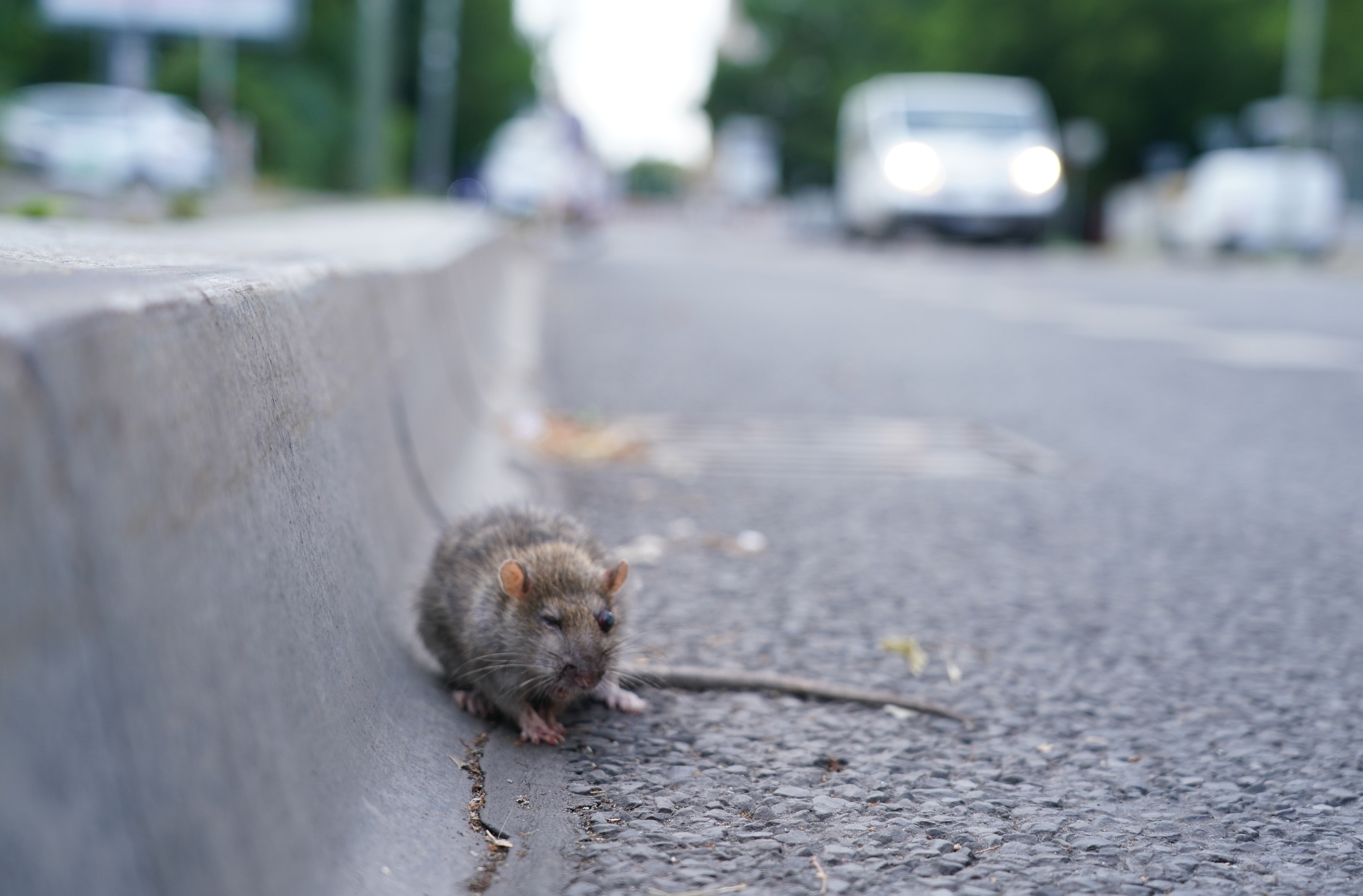 Mayor Adams Achieves Early Victories In Rat War, Announces First Anti-Rat  Day Of Action