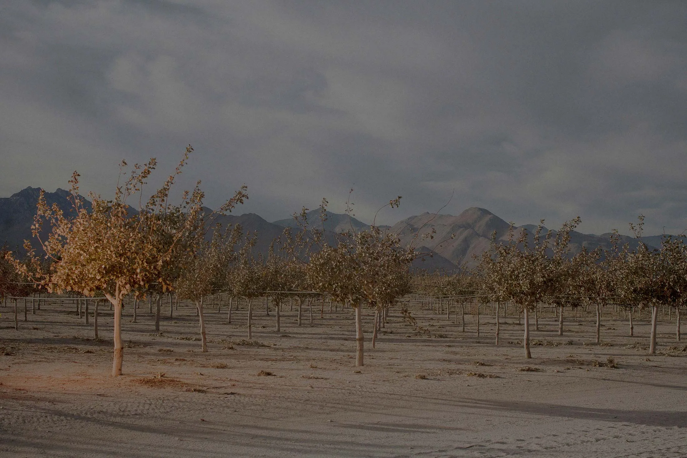 Pistachio trees&nbsp;in Inyokern, Calif.