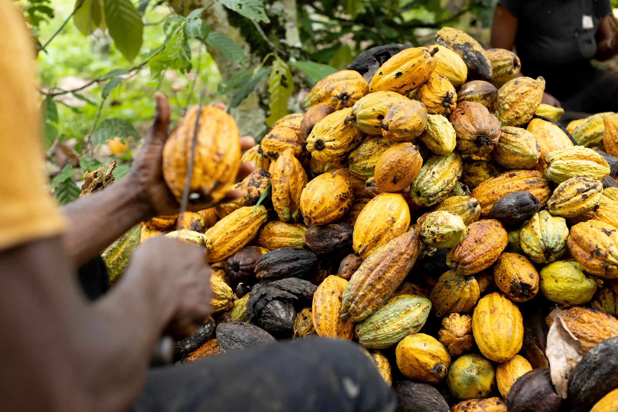 A pile of cocoa pods showing signs of black pod disease during a harvest in Kwabeng, Ghana.