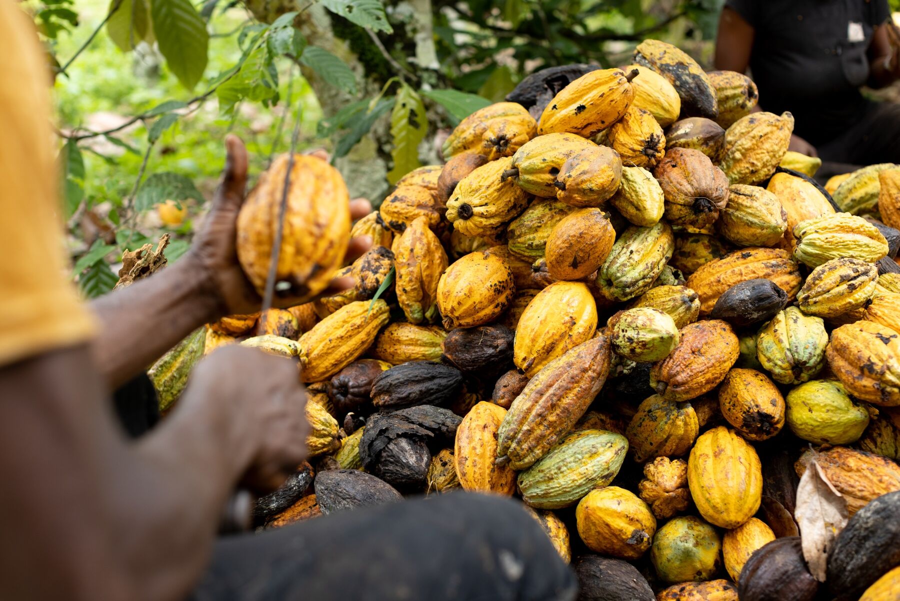 Cocoa Futures Rise to Record as Chocolate Makers Hike Prices, Shrink Packages Bloomberg
