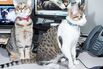 The Magazine Trying to Bring the Web's Cat Obsession Offline
