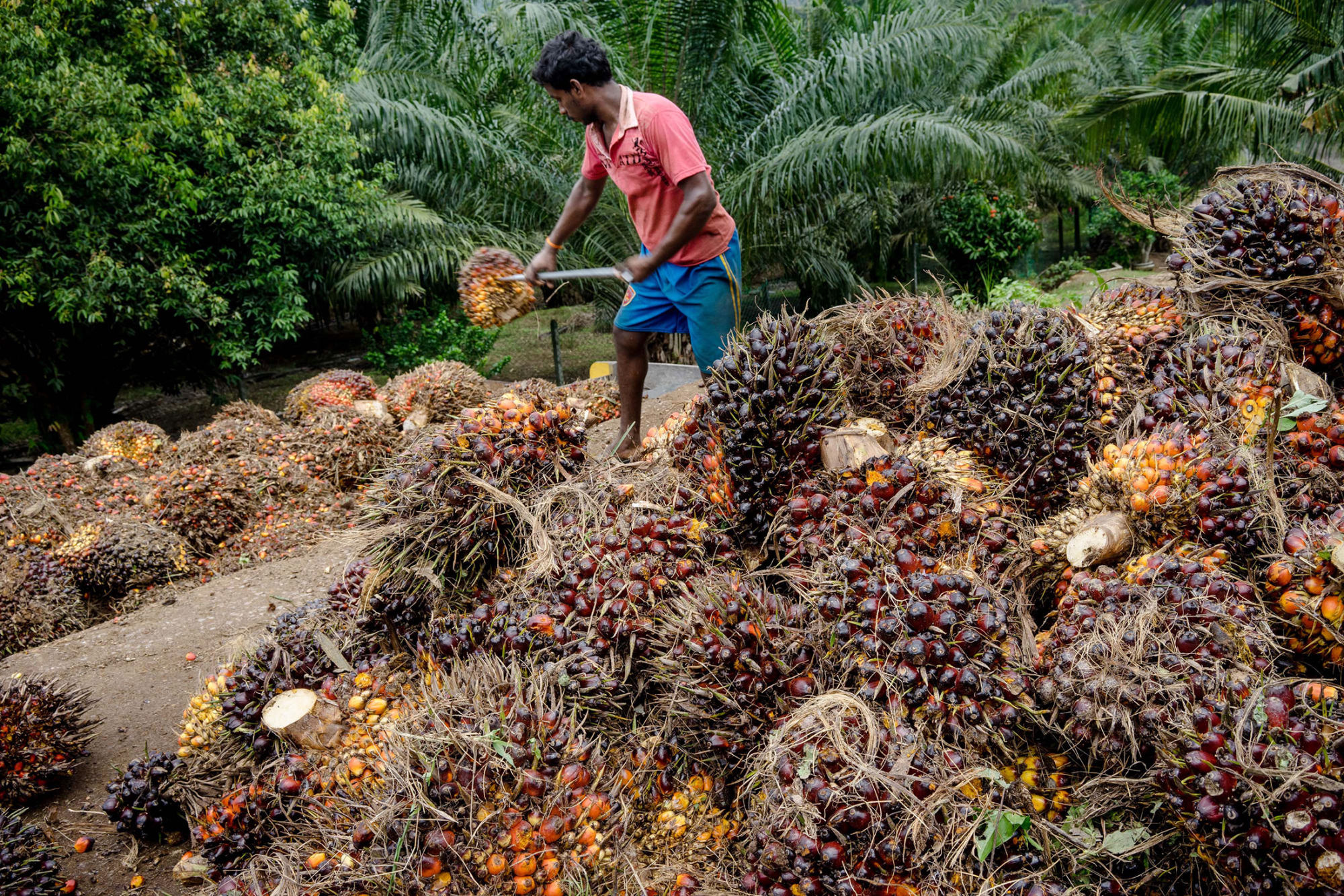 A worker loads palm fruit onto the back of a truck at a palm oil plantation in Malaysia.
