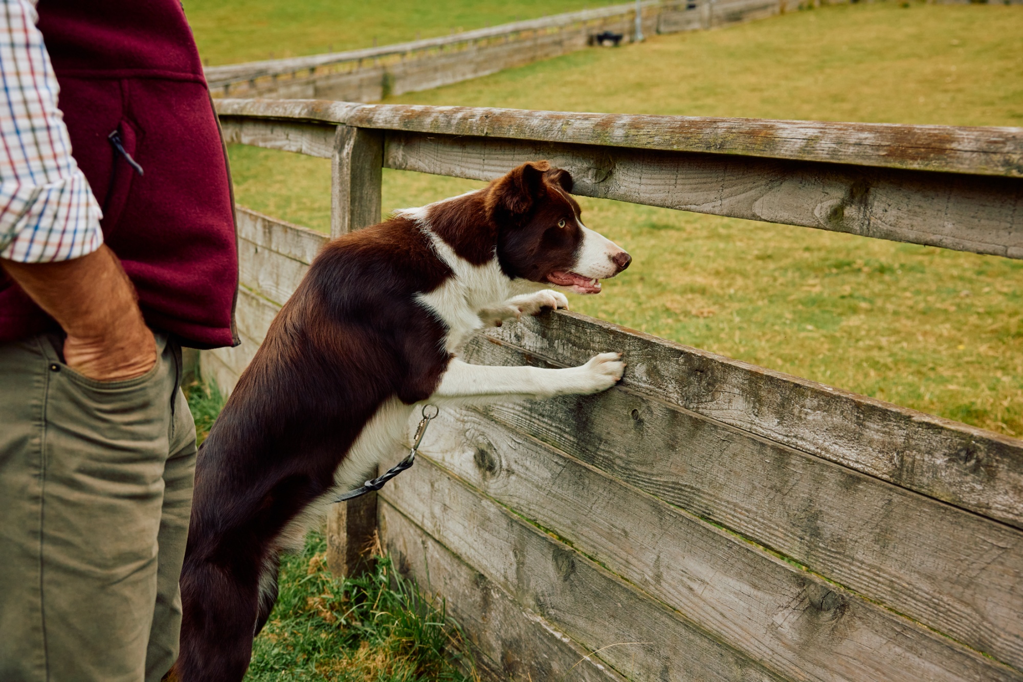 Cyrus the sheepdog Photographer: Emli Bendixen for Bloomberg Pursuits