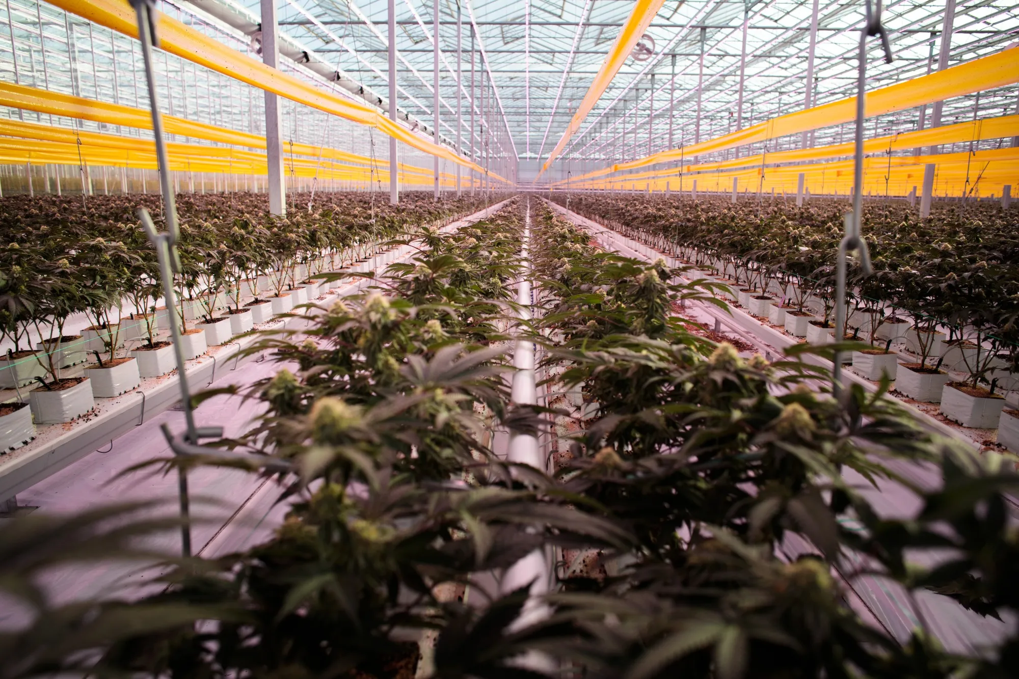 Cannabis plants inside a grow room&nbsp;Leamington, Ontario, Canada.