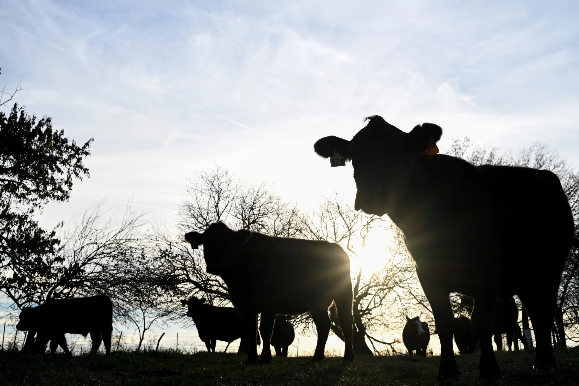 Beef cattle at a farm near Clinton, Missouri, US, on Saturday, Nov. 15, 2025.&nbsp;