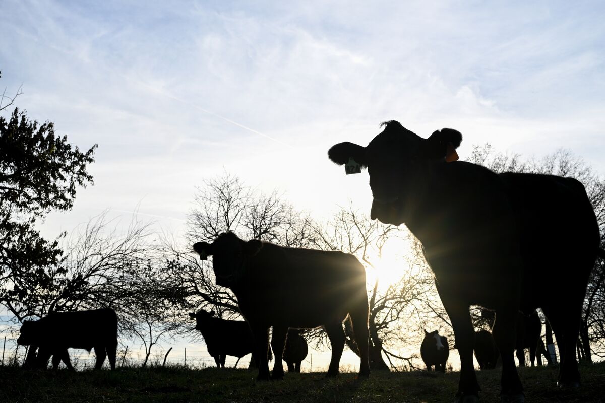 bloomberg.com - Tracy Alloway - The Beef Market Is Broken for Everyone