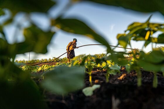 An Ethanol Plant in Zimbabwe Is Expanding, Despite Its Critics