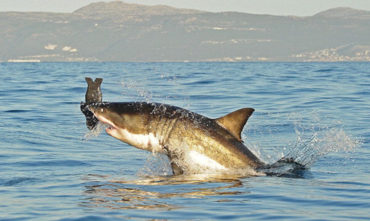 Man killed by shark after wading into sea in Brazil