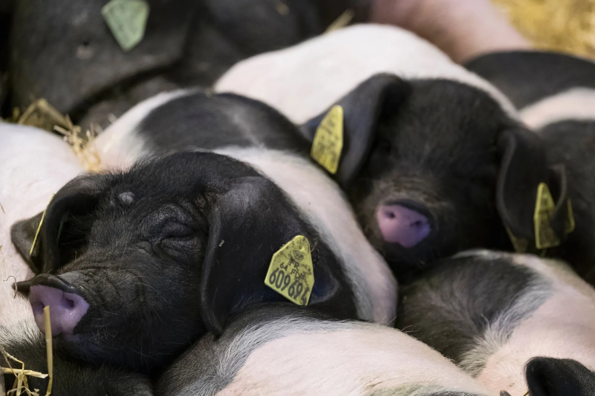 Everyone loves cute pictures of pigs.
