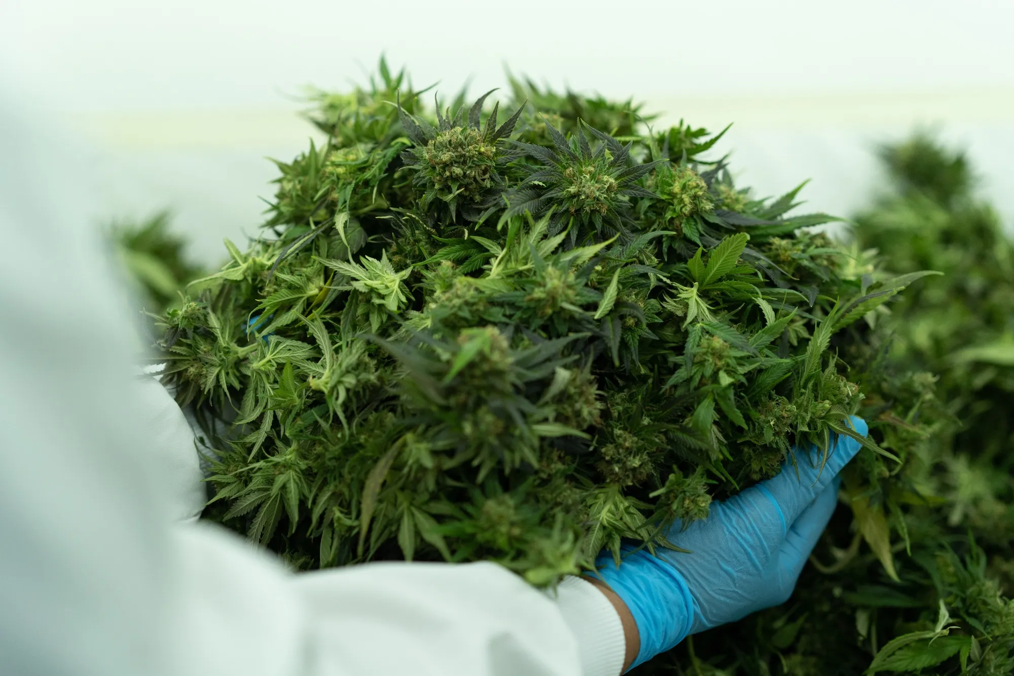 ChatGPT and Weed: Oddysee Marks Start of AI Marijuana Startups - Bloomberg