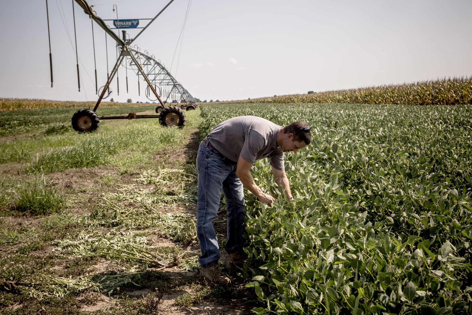 Farmer inspecting soybean plants in a field beside a large irrigation system on a sunny day.