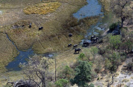 First-Ever Aerial Survey to Count Some 200,000 African Elephants