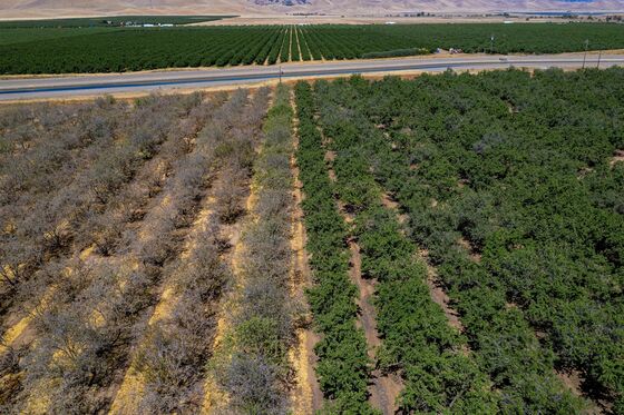 California’s Drought Is So Bad That Almond Farmers Are Ripping Out Trees