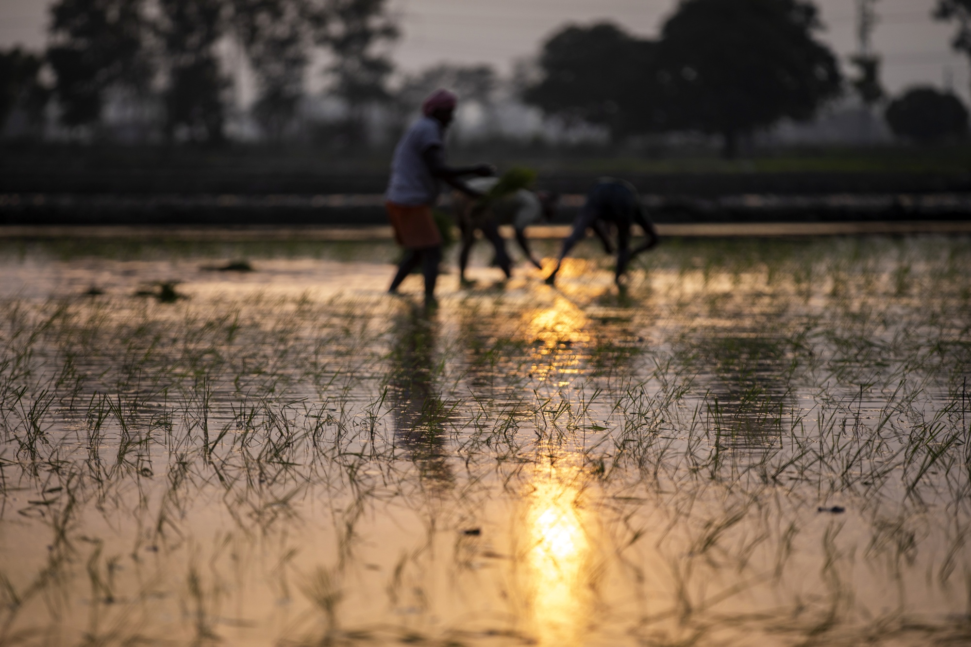 Farmhands sow rice saplings at a flooded paddy field in Karnal district, Haryana, India.
