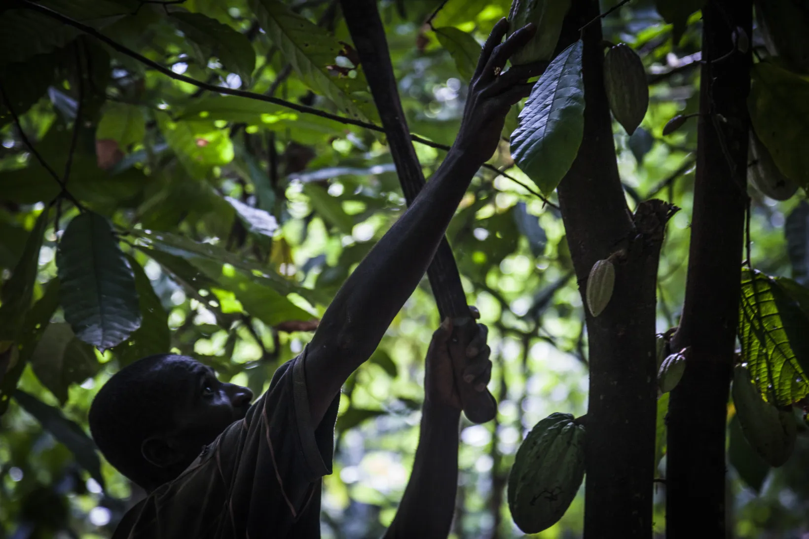 A worker&nbsp;harvests cocoa fruit from trees on a plantation in Ivory Coast.