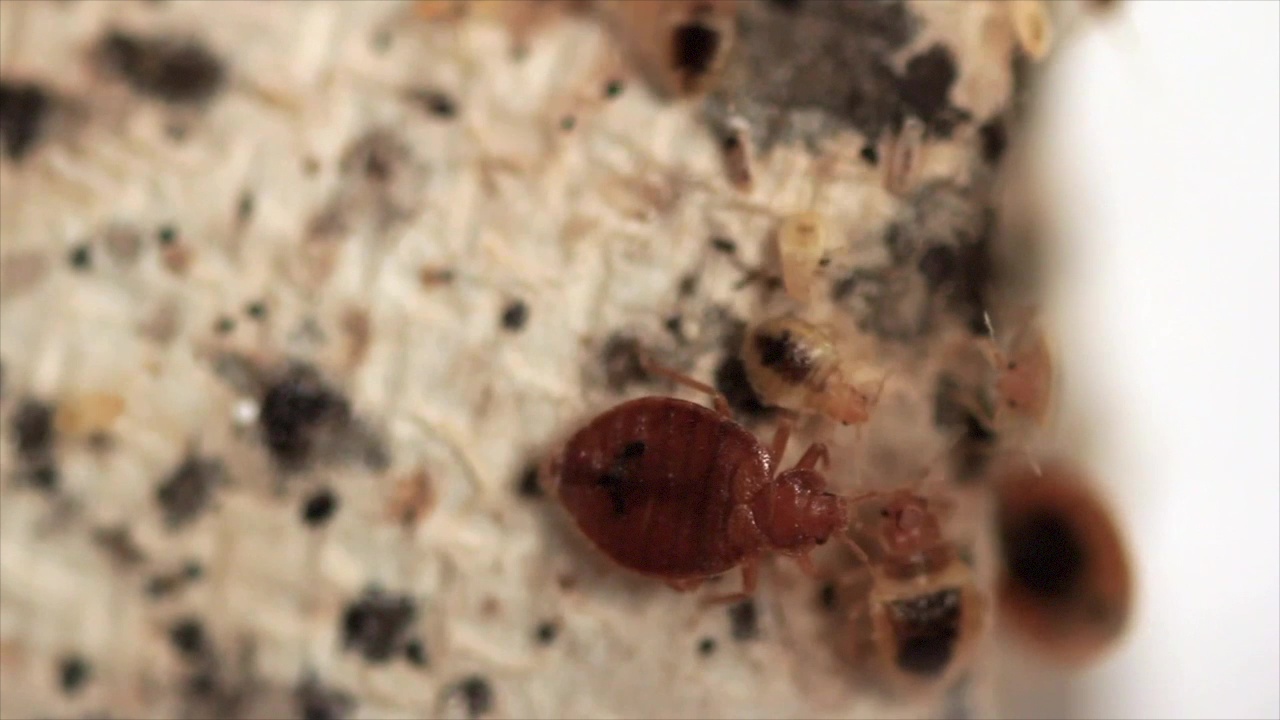 Discovering bed bug infestations early: The underrated clue of bed bug poop  – Dr. Killigan's