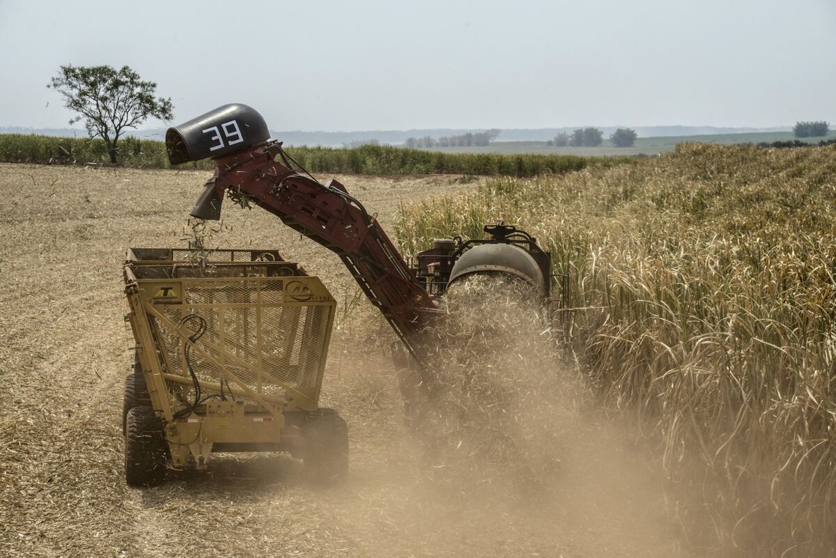 
                            Sugar Rises on Prospect of Brazil Diverting More Cane to Ethanol