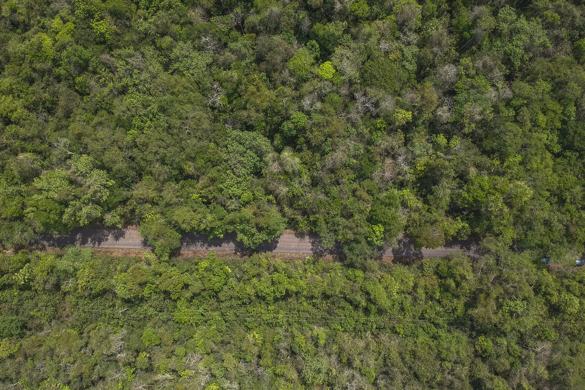 The Mayan Jungle in Petcacab, Mexico, a source of carbon offsets. 