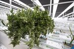 Cannabis plants dry on hangers in California. While banks are federally barred from working with marijuana, a number of financial firms have found ways to establish a presence in the industry.&nbsp;