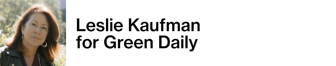 Leslie Kaufman for Green Daily