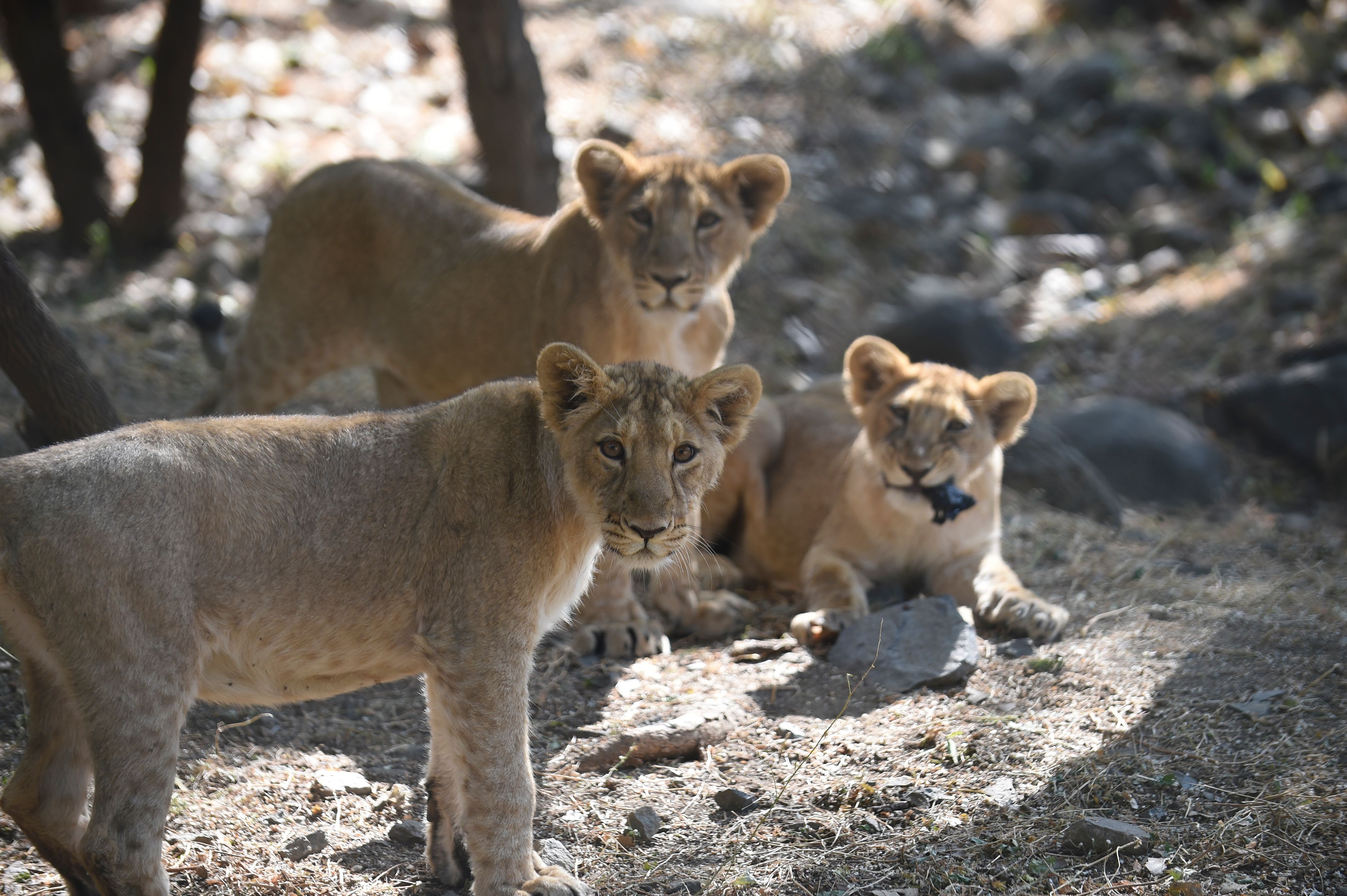 Return of the lions: Large protected areas in Africa attract apex predator