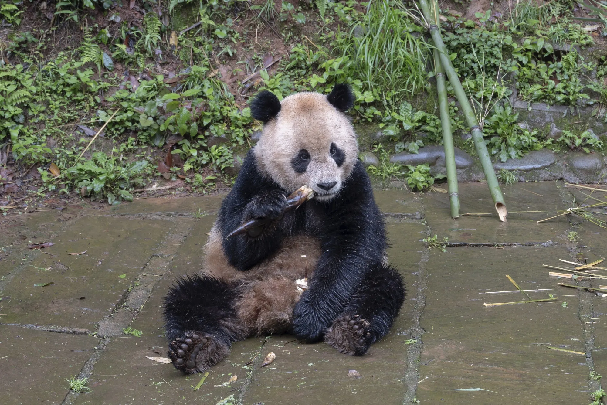 Yun Chuan at the Bifengxia Panda Base of the China Conservation and Research Center for the Giant Panda in Sichuan Province.