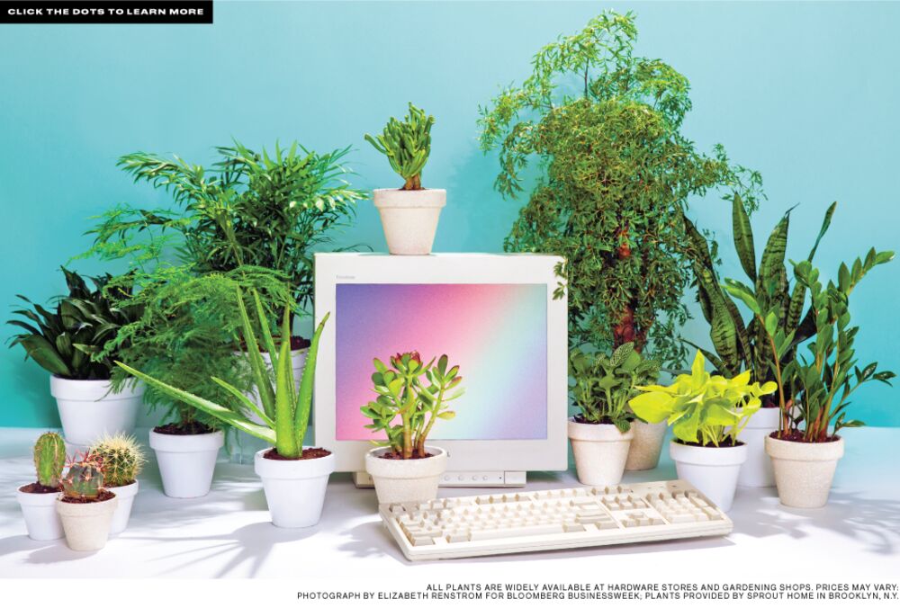 Best Desk Plants 12 For The Office Bloomberg