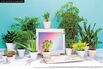 Best Desk Plants: 12 for the Office