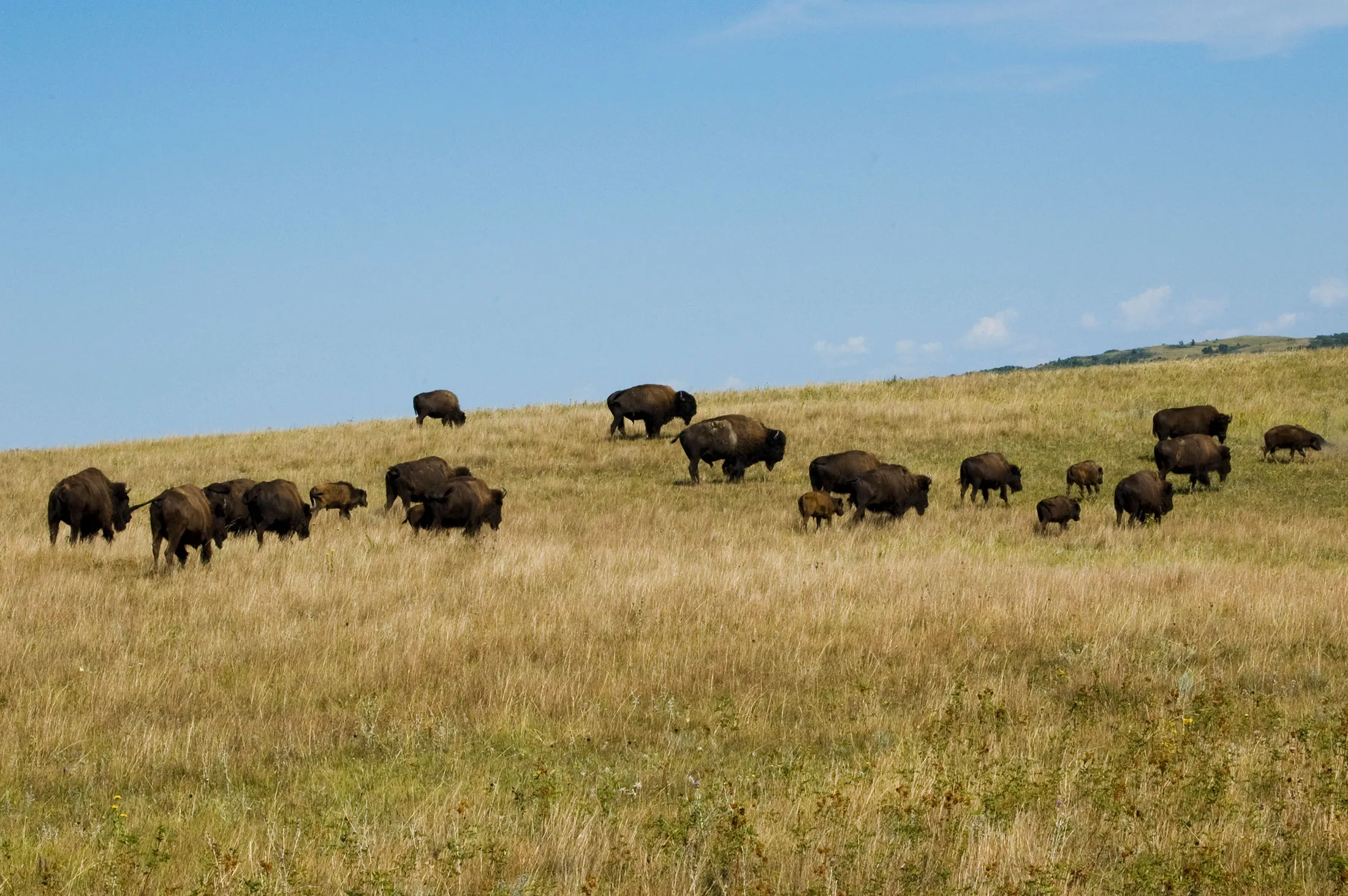 Hunting buffalo was of the highest importance for the survival of the Mandan, Hidatsa and Arikara as all parts of the large beast would be used. Such as meat for food, the hides to make clothing and bedding and the bones and horns to make ceremonial objects and tools
