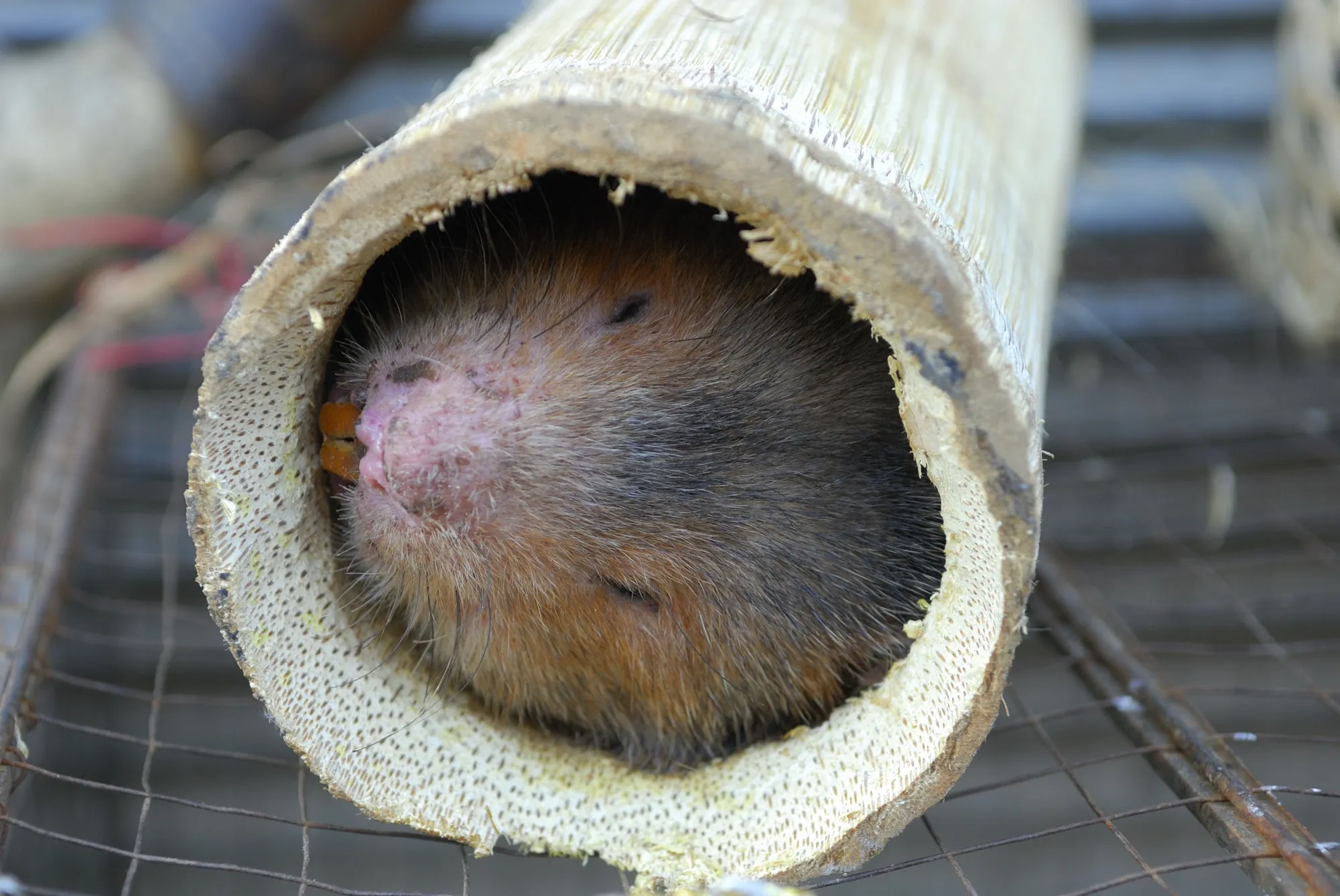 Bamboo rat.