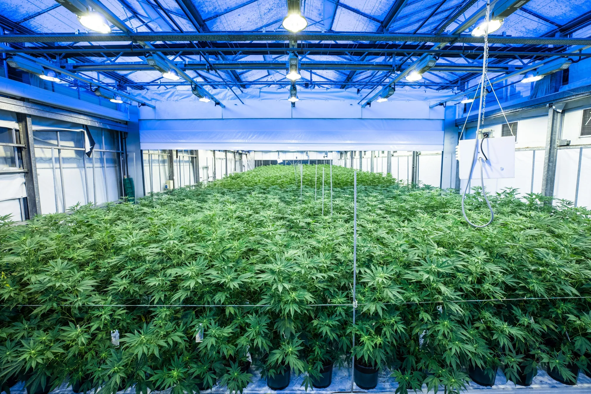 Weed Is Growing Into a Big Market for This Dutch Lighting Firm - Bloomberg, image size:2000x1333