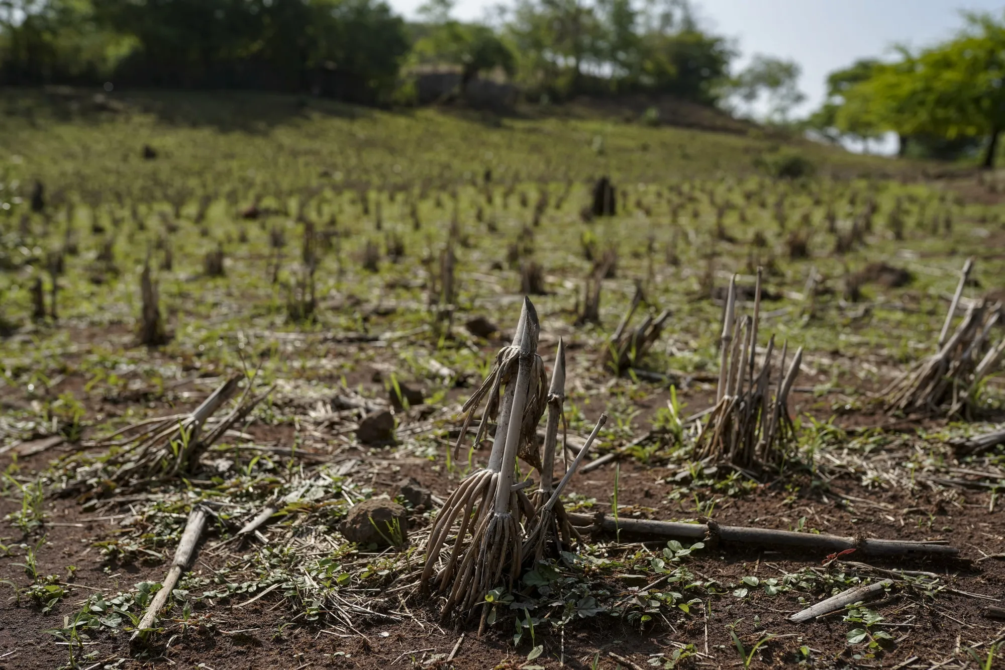 Drought in Central America, and particularly Panama, may have broader consequences for global inflation. Above, dead corn plants at a drought-affected farm in Pasaquina, El Salvador.