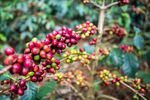 Ripe coffee berries grow at a coffee plantation in India