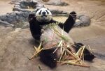 Eleven-year-old female giant panda Shin Shin eats bamboo in her cage at Tokyo's Ueno zoo on May 24, 2017.