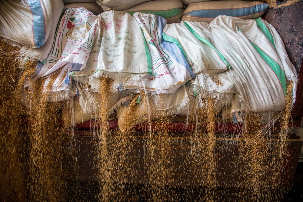 Wheat grain cascades from cut sacks on a delivery truck at a government-operated mill in Egypt.