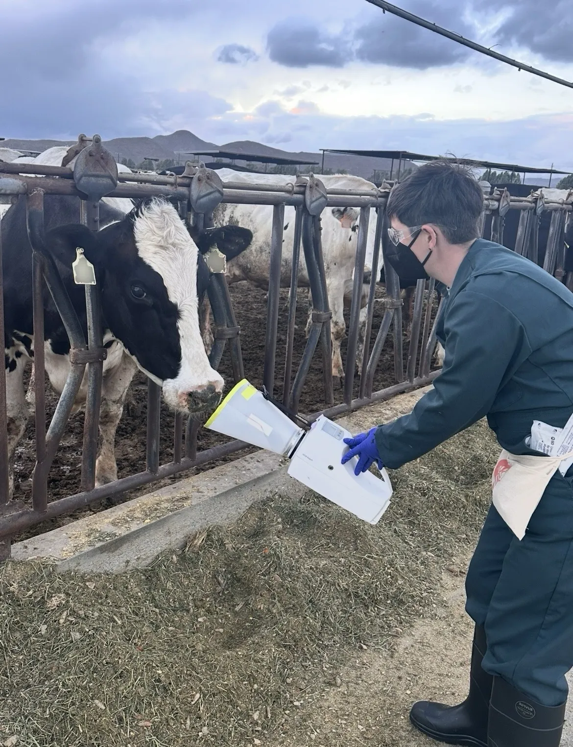A researcher collects a sample of a dairy cow’s exhaled breath in California.
