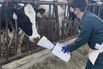 Bird Flu May Spread Through Air on California Dairy Farms, Study Finds