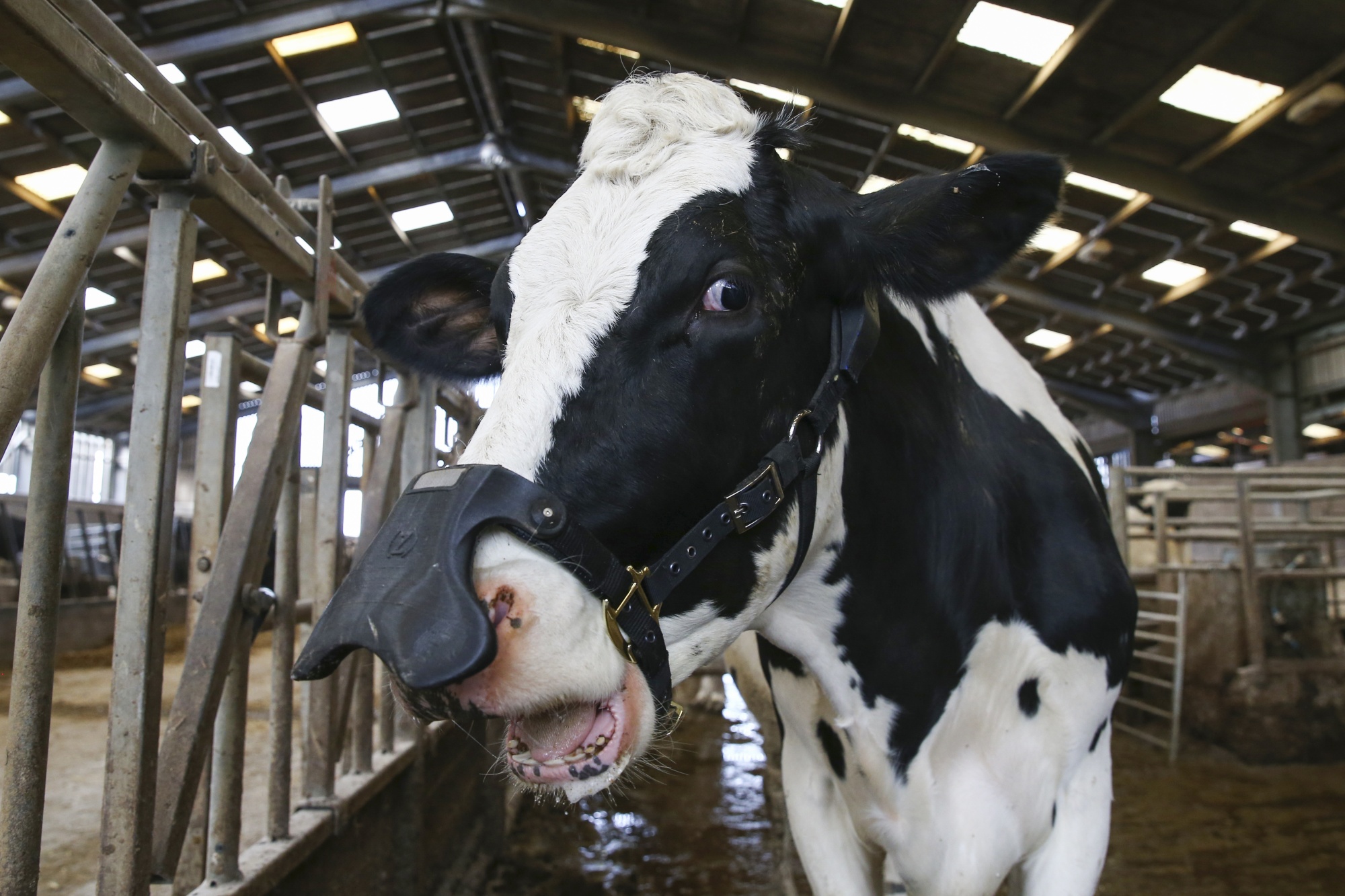These Face Masks for Cows Have Nothing to Do With Coronavirus - Bloomberg